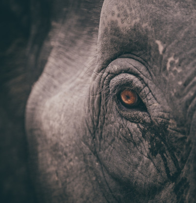elephantfaceblog
