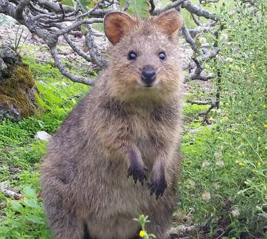 quokka1026480