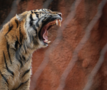 toothles-tiger-chandler-cruttenden-blog